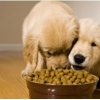 Mister Pet è una tra le più importanti e qualificate aziende che producono cibo di alta qualità per cani e gatti. -6687