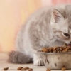 Mister Pet è una tra le più importanti e qualificate aziende che producono cibo di alta qualità per cani e gatti. -6691